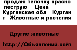 продаю телочку красно пеструю  › Цена ­ 15 000 - Курганская обл., Курган г. Животные и растения » Другие животные   